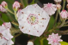 Mountain Laurel, Kalmia latifolia