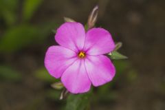 Mountain Phlox, Phlox latifolia