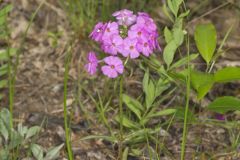 Mountain Phlox, Phlox latifolia