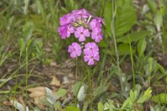 Mountain Phlox, Phlox latifolia