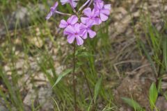Mountain Phlox, Phlox latifolia
