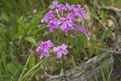 Mountain Phlox, Phlox latifolia