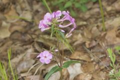 Mountain Phlox, Phlox latifolia
