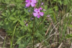 Mountain Phlox, Phlox latifolia