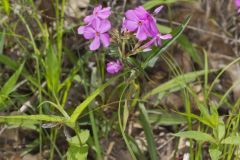Mountain Phlox, Phlox latifolia