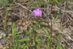 Mountain Phlox, Phlox latifolia
