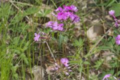 Mountain Phlox, Phlox latifolia