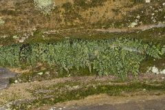 Mountain Spleenwort