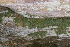 Mountain Spleenwort, Asplenium montanum