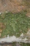 Mountain Spleenwort, Asplenium montanum