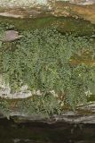 Mountain Spleenwort, Asplenium montanum