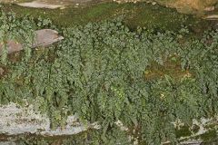 Mountain Spleenwort, Asplenium montanum