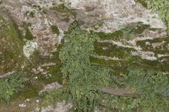 Mountain Spleenwort, Asplenium montanum