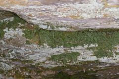 Mountain Spleenwort, Asplenium montanum