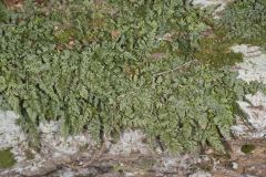 Mountain Spleenwort, Asplenium montanum