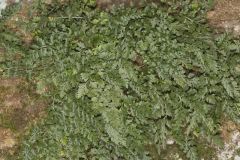 Mountain Spleenwort, Asplenium montanum
