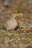Mourning Dove, Zenaida macroura