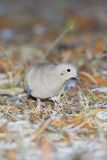 Mourning Dove, Zenaida macroura
