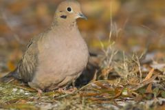 Mourning Dove, Zenaida macroura