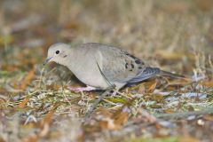 Mourning Dove, Zenaida macroura Mourning Dove, Zenaida macroura