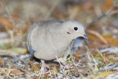 Mourning Dove, Zenaida macroura