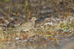 Mourning Dove, Zenaida macroura Mourning Dove, Zenaida macroura