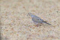 Mourning Dove, Zenaida macroura Mourning Dove, Zenaida macroura