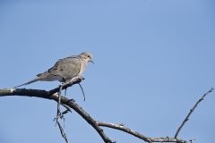Mourning Dove, Zenaida macroura Mourning Dove, Zenaida macroura