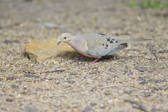 Mourning Dove, Zenaida macroura Mourning Dove, Zenaida macroura