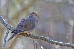 Mourning Dove, Zenaida macroura Mourning Dove, Zenaida macroura