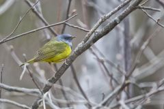 Mourning Warbler, Geothlypis philadelphia