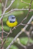 Mourning Warbler, Geothlypis philadelphia