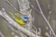 Mourning Warbler, Geothlypis philadelphia