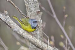 Mourning Warbler, Geothlypis philadelphia