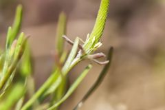 Mouse-tail, Myosurus minimus