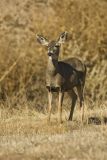 Mule Deer, Odocoileus hemionus