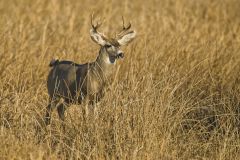Mule Deer, Odocoileus hemionus