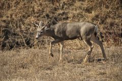 Mule Deer, Odocoileus hemionus