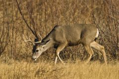 Mule Deer, Odocoileus hemionus