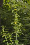 Mullein Foxglove, Dasistoma macrophylla