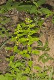 Mullein Foxglove, Dasistoma macrophylla