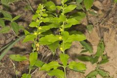 Mullein Foxglove