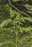 Mullein Foxglove, Dasistoma macrophylla
