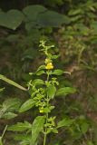 Mullein Foxglove, Dasistoma macrophylla