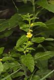 Mullein Foxglove, Dasistoma macrophylla