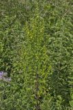 Mullein Foxglove, Dasistoma macrophylla