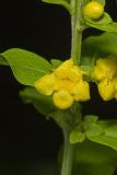 Mullein Foxglove, Dasistoma macrophylla
