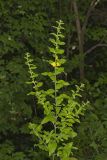 Mullein Foxglove, Dasistoma macrophylla