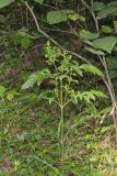 Mullein Foxglove, Dasistoma macrophylla