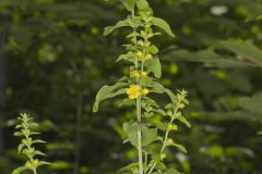 Mullein Foxglove, Dasistoma macrophylla